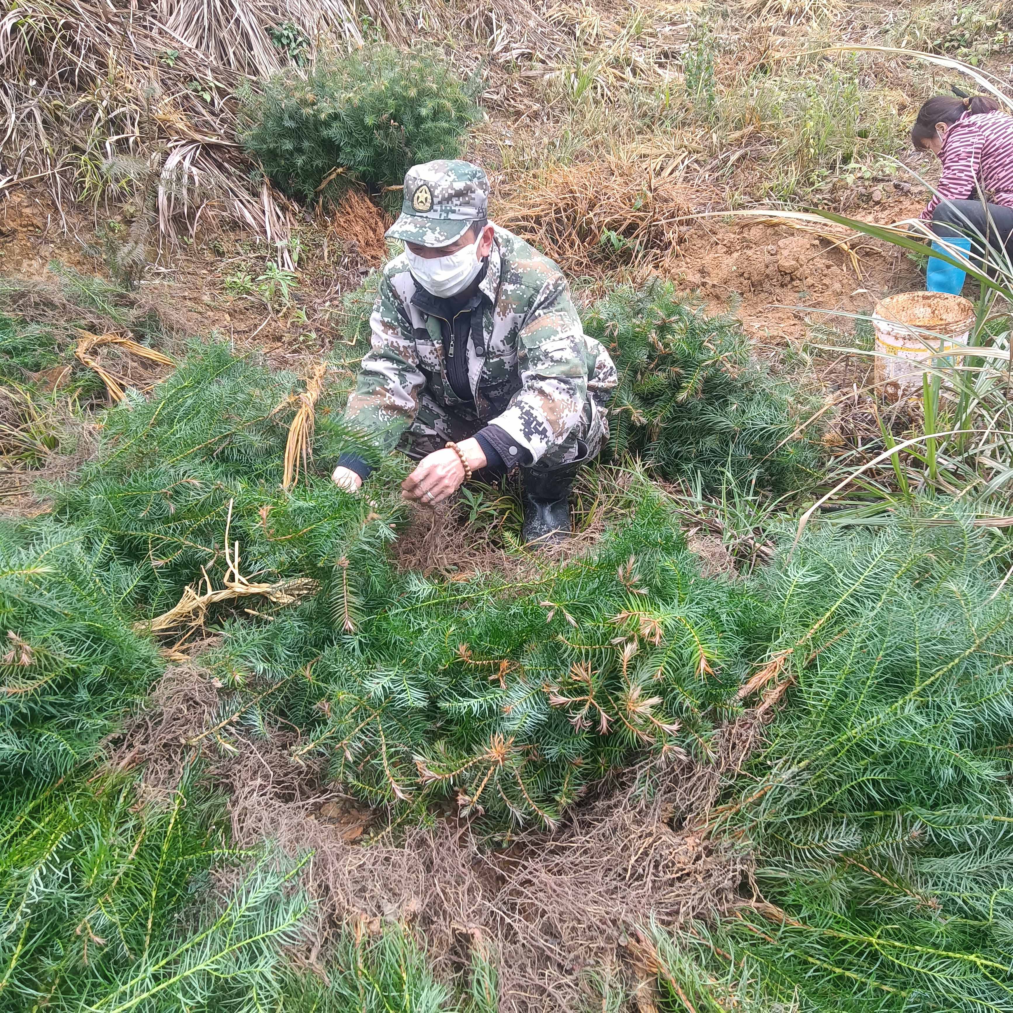 春風(fēng)拂綠，萬象更新，植樹造林正當(dāng)時